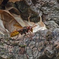 Hornisse (Vespa crabro)